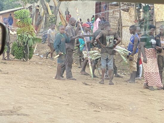 Bananen und Zuckerrohr