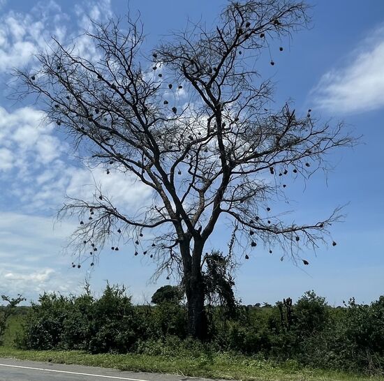 Das sind unzählige 
Nester von „River birds“- aber nur die männlichen Tiere