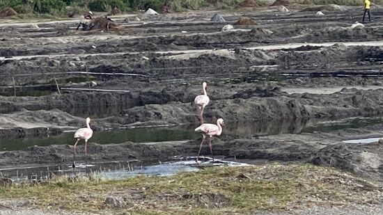 …..Und unzählige Flamingos sind zu bewundern