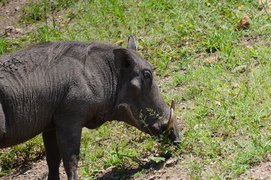 Wir sehen wieder unsere Freunde „Pumba“