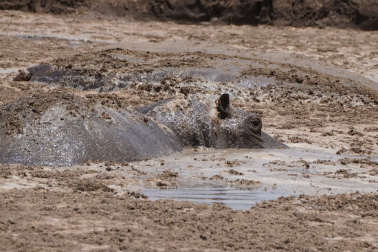 Und viele Hippos, die dich im Schlamm suhlen