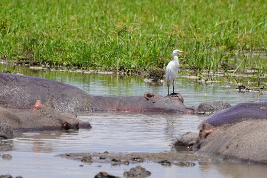 Ein Hippo mit Vogel auf dem Kopf