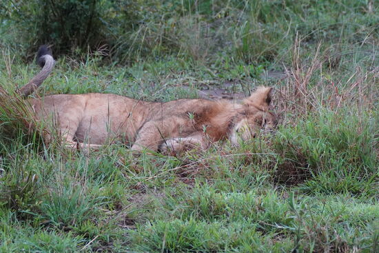Eine Gruppe Weibchen, mit einem Jungen