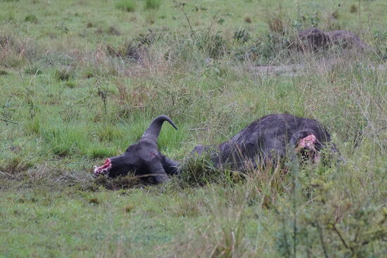 Büffel stand heute auf dem Speiseplan