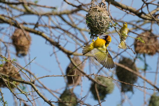 Noch mal die Riverbirds – diesmal mit Tele