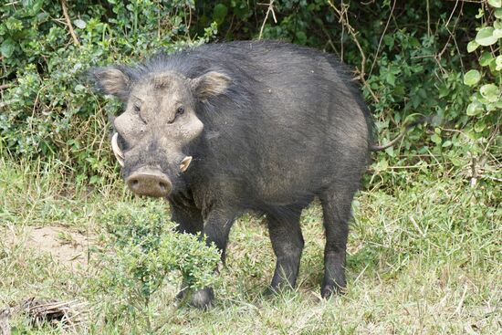 Ein Warzenschwein sieht man ganz selten – die Besatzung unseres Bootes ist ganz aufgeregt