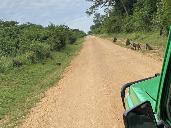Weiter gehts, begleitet von unzähligen Affen