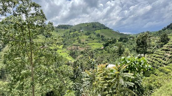 Wunderschöne Teeplantagen an den Hängen