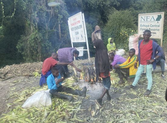 Hier werden die Maiskolben geröstet
