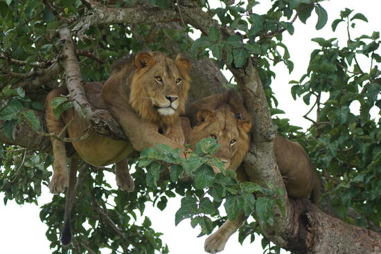 Juhuu! Da sind sie und liegen faul im Baum