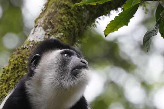 Juhuuu…endlich wieder Affen..