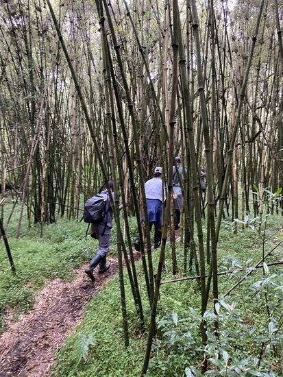 Ab durch den Bambus-Wald