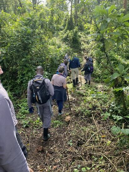 Wir stehen mit den Trackern in Verbindung. Es ist nicht mehr weit. Bisher war das Grollen  eines aktiven Vulkans ein „Gänsehaut-Feeling“ der besonderen Art überhaupt. 
Plötzlich ertönt ein durch Mark und Bein gehendes tiefes Grunzen: ja, da sind sie!
Der „Silberrrücken“ ruft uns 