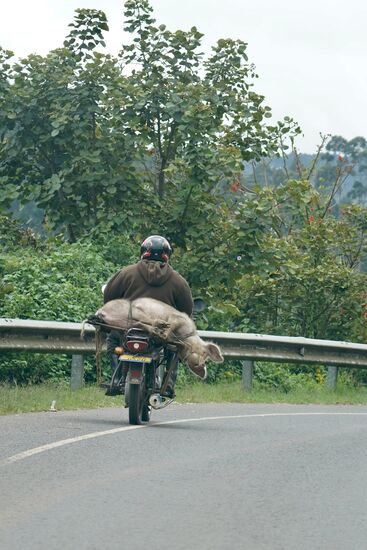 Das arme Schwein lebt noch und quält sich sichtlich—