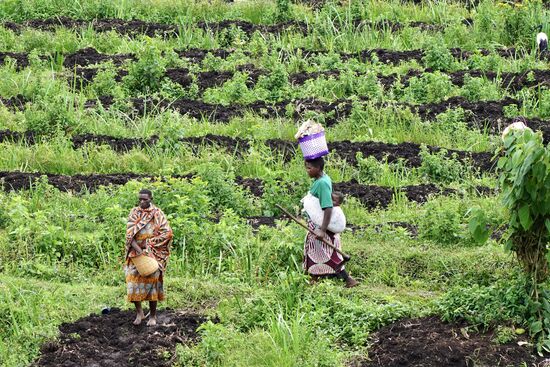 Arbeiten auf der Plantage