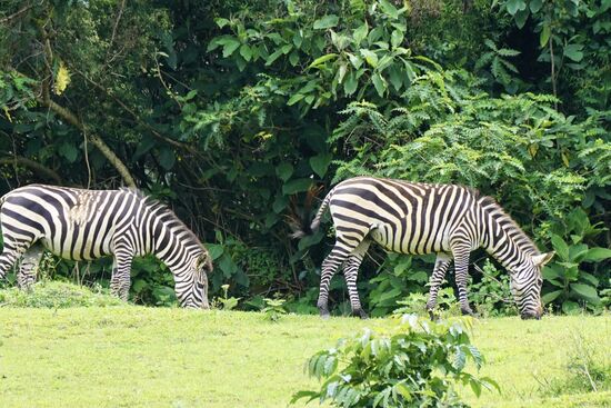 Auf einer Insel sehen wir Zebras—eines wurde mit einem Esel gekreuzt—nun wartet man gespannt auf die Geburt des „Zedonky“
