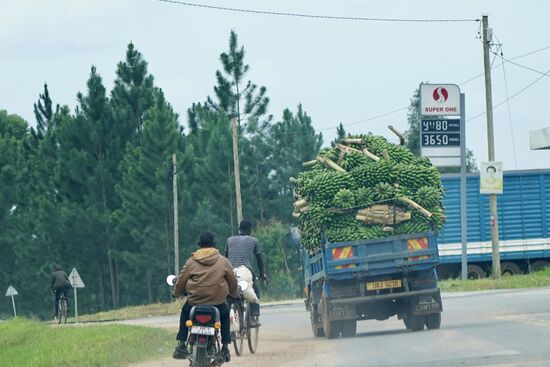 Bananen über Bananen…