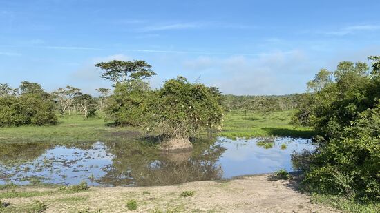 In einem Tümpel ist ein Baum mit ganz vielen „Black Head golden river Bird“