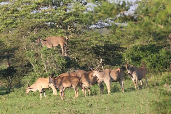 Elands (Elenantilopen) sind die größten Antilopen. Sie sind sehr scheu und schwierig aufzuspüren. Doch unser Arthur findet sie. Sie werden zwischen 450 und 960 kg, sind 40km/h schnell. Wir treffen auf eine ganze Herde.