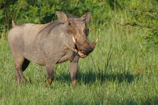 Warthock—vergrößert euch mal das Maul—man kann sogar die Zähne sehen