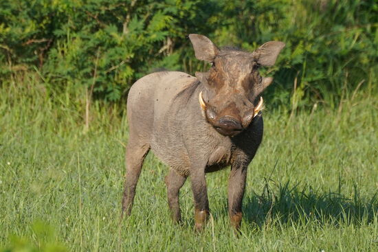 Puma—das Warzenschwein