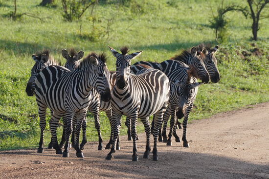 Jede Menge Zebras….