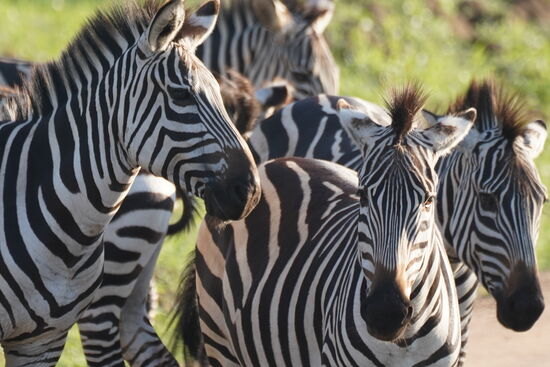 Wir bleiben eine ganze Weile mit dem Jeep stehen , dann kommen sie sogar ganz nah!