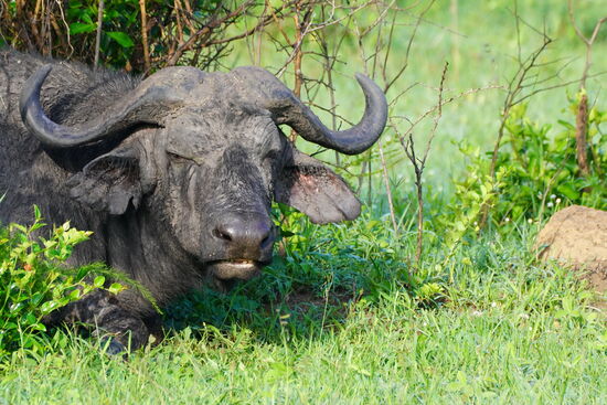 Auch hier mal vergrößern: er hat eine Zahnlücke! 