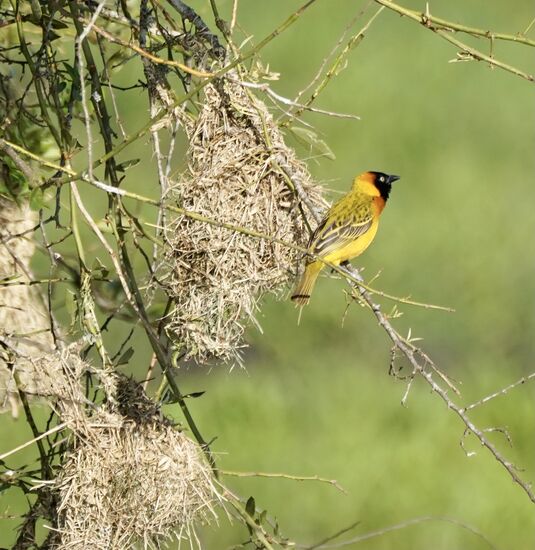 So sehen die vergrößert aus