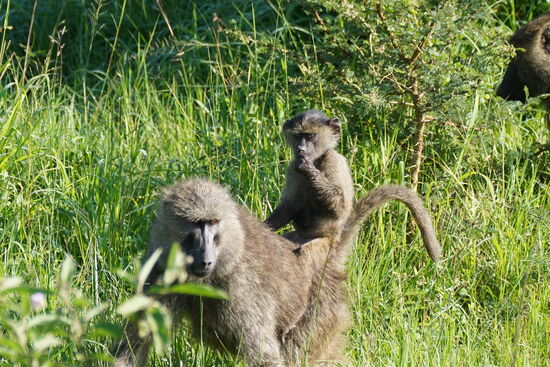 Der Kleine läßt sich von Mama durch die Gegend schaukeln