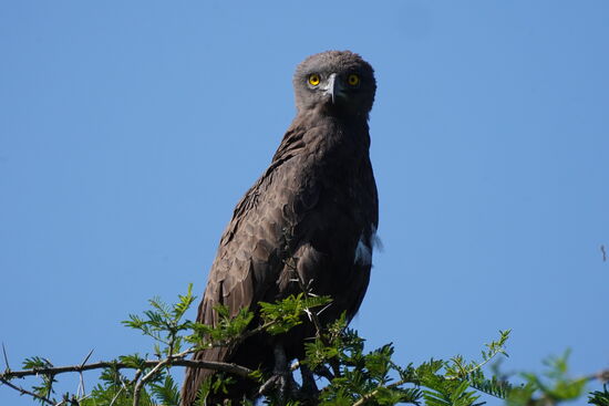 So sieht der Adler wie ein Uhu aus