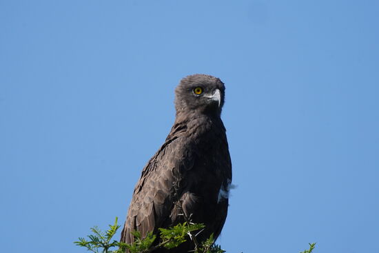 Seitlich eher wie ein Adler