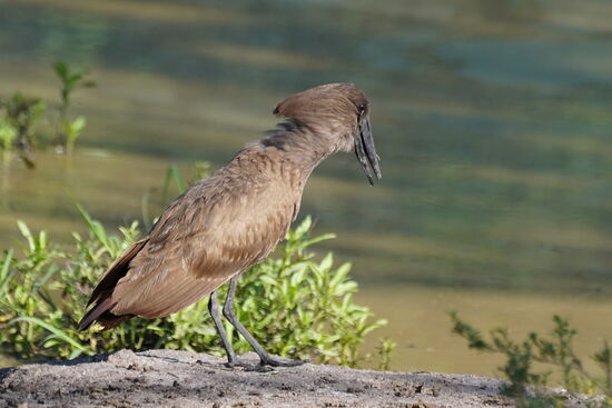 Ein „Hammerkopf“—warum heißt er wohl so? Und warum ein deutscher Name?