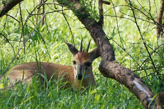 Ein junges Rehkätzchen