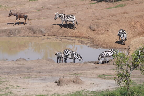 Die Tiere kommen hierher zum trinken