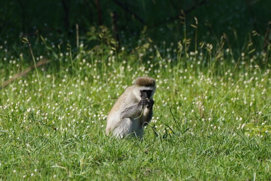 Am Nachmittag geht es noch einmal auf ein Game Drive. Arthur will uns unbedingt noch die Elands zeigen.