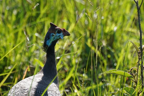 Ein hübscher Puter-ähnlicher Vogel