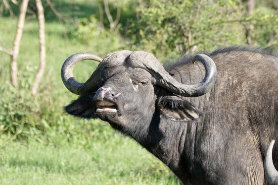 Zähne bitte anschauen…