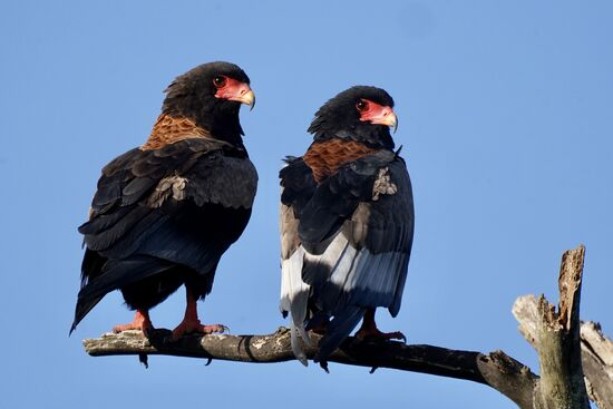 Geier, die wie Papageien aussehen