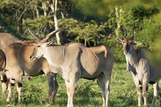 Diese Tiere gibt es nur hier und im Kidepo-Nationalpark