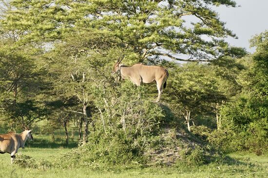 Einer genießt die Aussicht vom Hügel
