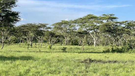 Das war nun unser Abschieds-Game-Drive—ade, ihr lieben Tiere!