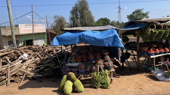 Hier die Jackfruit (links am Boden; nicht zu verwechseln mit der Durian, die auch als Stinkfrucht bezeichnet wird) - sie wird, wenn sie reif ist geerntet und hat eine faserige Konsistenz. Sie wird als Fleisch/Hähnchenersatz gegessen. Eher herzhaft als süß.