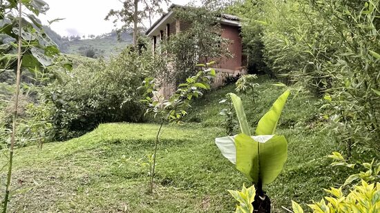Dies war unser Häuschen - einfach himmlisch. Mitten im Urwald des Bwindi Impenetrable forest National Park