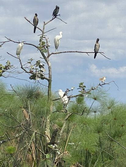 Unmengen an Vögeln sind zu sehen