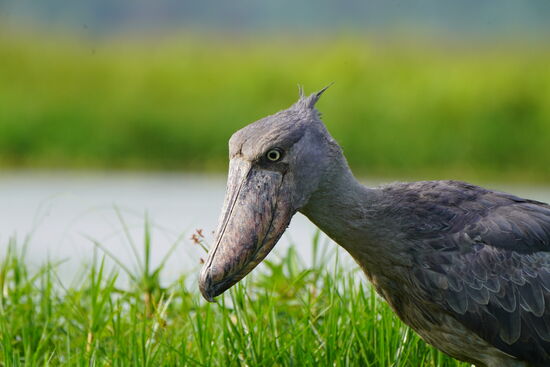 Da ist er, der Schuhschnabel- ganz still steht er dort und wir können ganz nah heran fahren mit unserem Boot