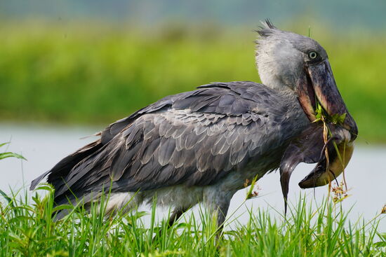 Er beobachtet das Wasser und plötzlich taucht er ein und fängt einen großen Fisch!