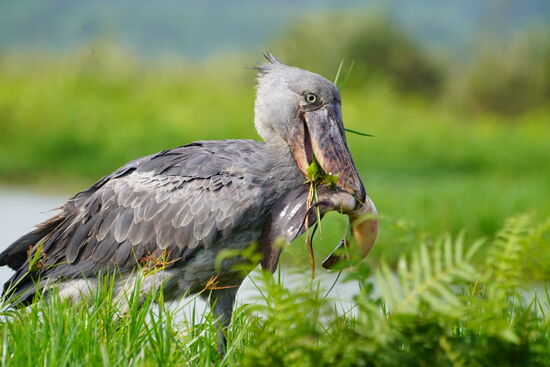 Dauert eine Weile bis er den Fisch verschlungen hat