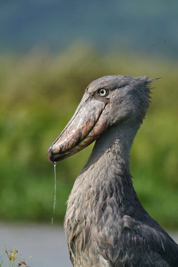 Wasser läuft aus seinem Schnabel nach dem Mahl