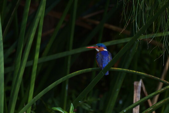 Das ist ein hübscher Kingfisher …